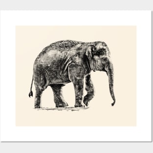 Baby elephant Posters and Art